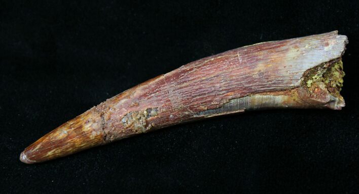 Huge Rooted Pterosaur Tooth - Kem Kem Beds #18904